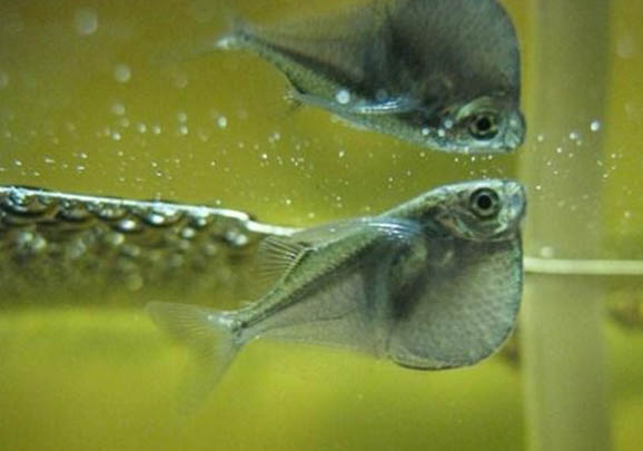 紅綠燈魚和寶蓮燈魚能混養嗎