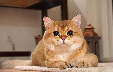 藍金和金漸層哪個貴