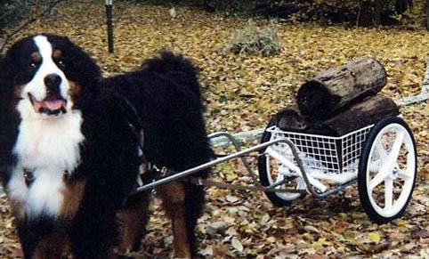 伯恩山犬壽命真的短嗎