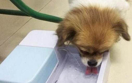 老狗眼睛有一層渾濁的膜
