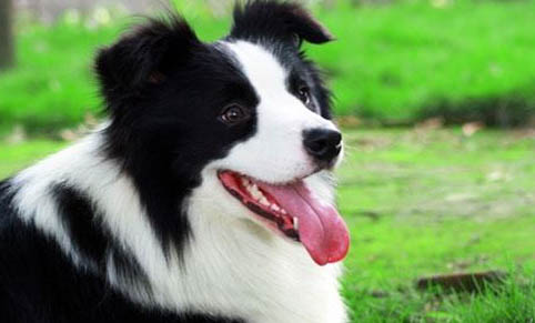 英國(guó)古代牧羊犬拉丁名稱
