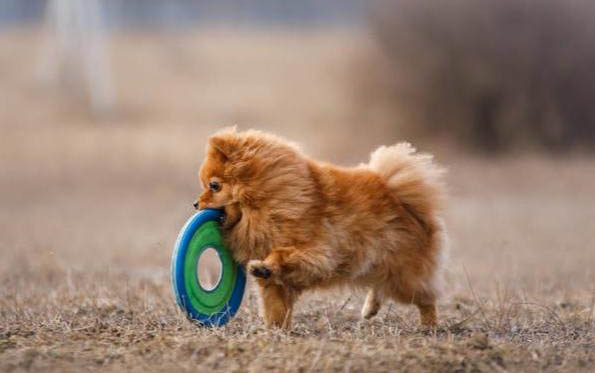 博美犬抽搐發抖站立不穩