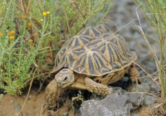 赫曼陸龜公母可以一起養嗎