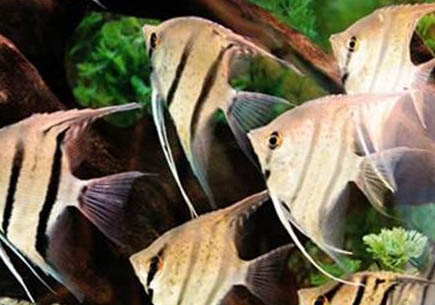 神仙魚吃紅綠燈嗎