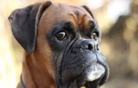 拳師犬和羅威納哪個好