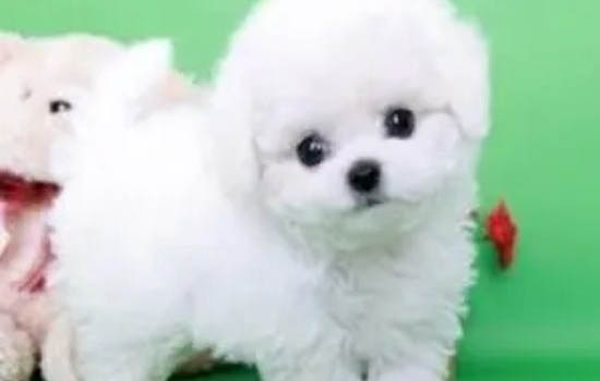 犬瘟后遺癥多久能恢復