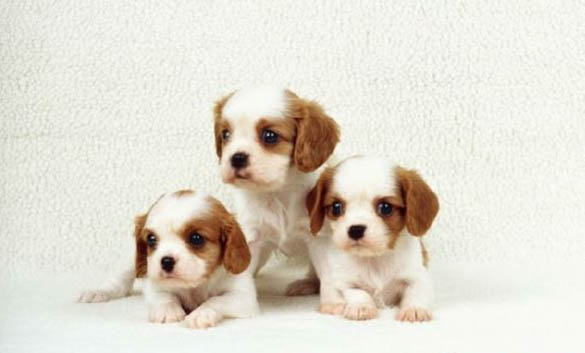 哪些原因會造成狗狗過敏