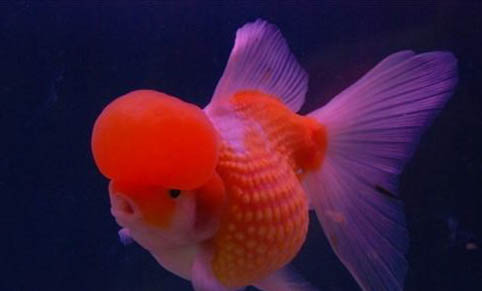 觀賞黃金泥鰍可以用魚缸養嗎