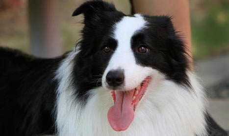 選購英國古代牧羊犬時要注意什么