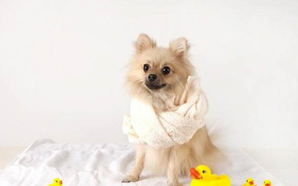 幼犬吐舌頭呼吸急促是什么情況