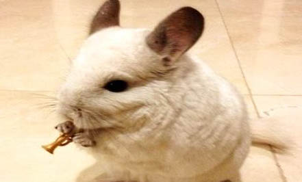 貓狗絕育的壞處