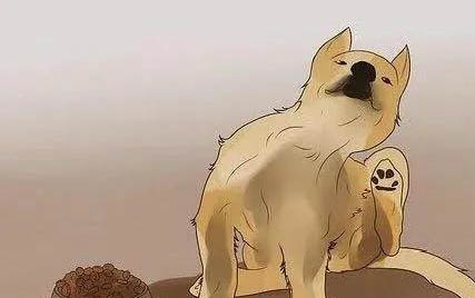 狗狗有奶水為什么還叫