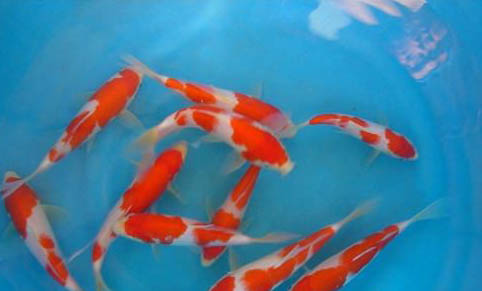 小型熱帶魚魚糧推薦