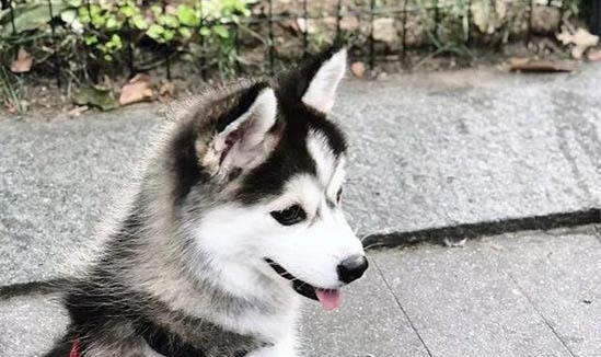 怎么讓狗狗消化雞骨頭