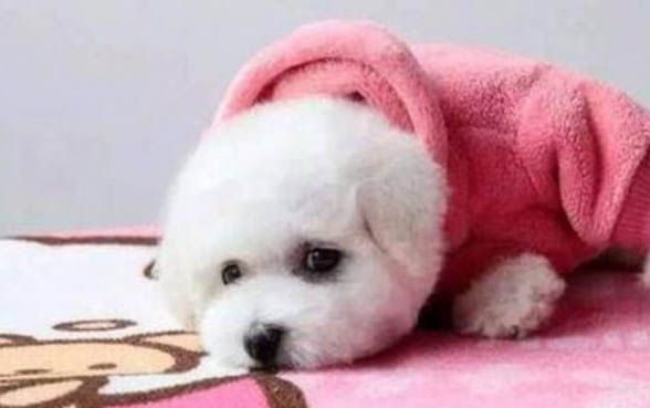 怎么把狗帶回家