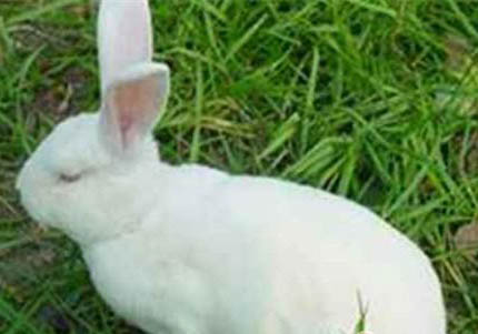 日本大耳白兔喂什么比較好