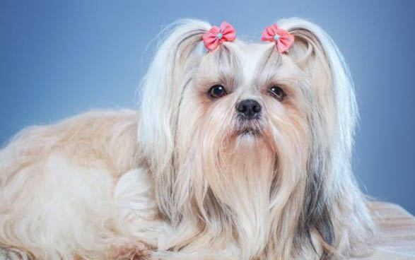狗狗得狂犬病有哪些癥狀
