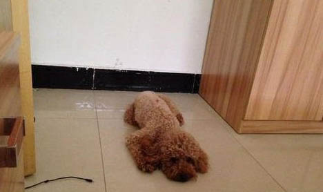 鑒別健康狗狗和病狗的竅門