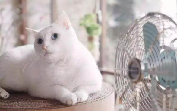 貓咪流口水粘稠透明能自愈嗎