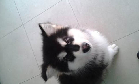 狗狗下巴腫了軟軟的