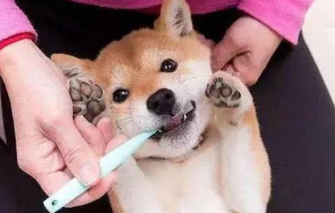 如何訓練狗狗不護食咬人