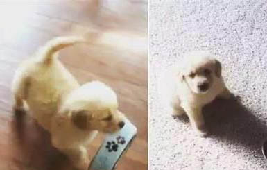 該不該讓狗狗進臥室睡