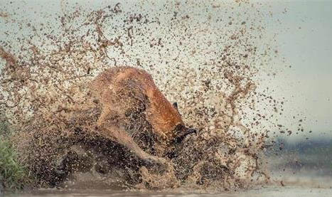 怎樣擁有好狗緣？