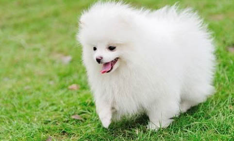 狗狗品種 中型犬品種大全