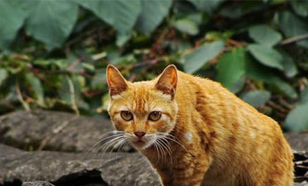 四川簡州貓性格