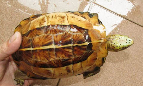 安布閉殼龜好養嗎