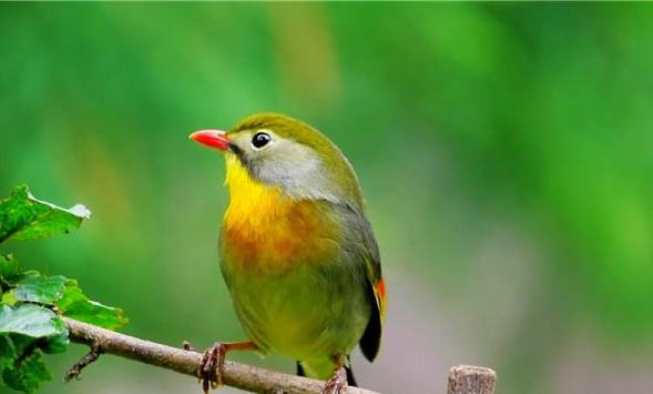 相思鳥幼鳥多久會叫