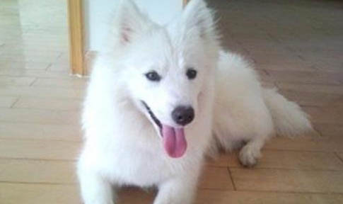 銀狐犬為什么那么少人養