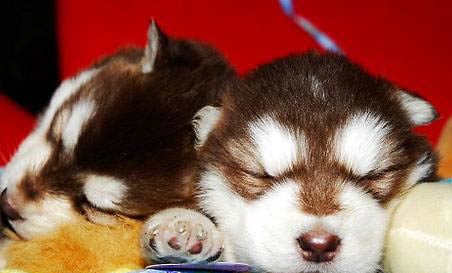 母犬子宮蓄膿怎么判斷