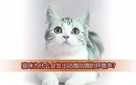 貓咪過敏了皮膚紅腫怎么辦