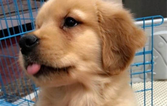 金毛犬如何區分公母