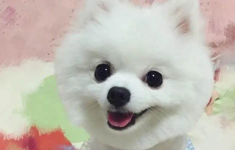 博美毛色發黃怎么辦