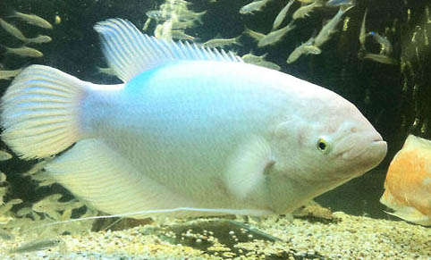 招財(cái)魚(yú)容易繁殖嗎