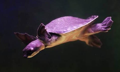 寵物龜?shù)闹惺铑A(yù)防治療