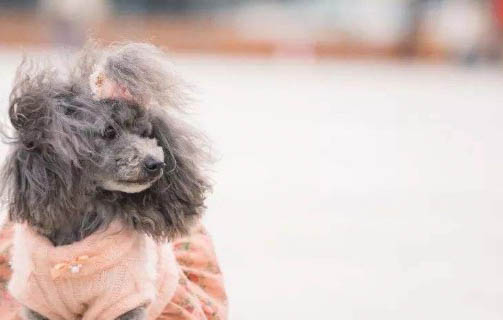 狗狗結膜炎用什么眼藥水