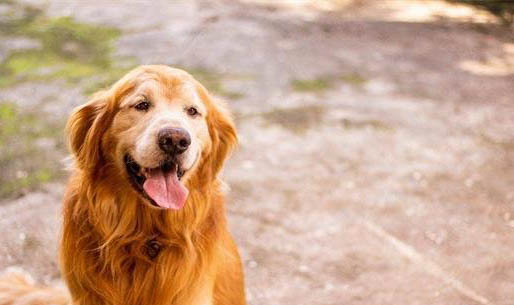 狗狗尿不濕多久換一個