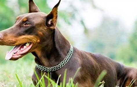 拳師犬和杜賓哪個好