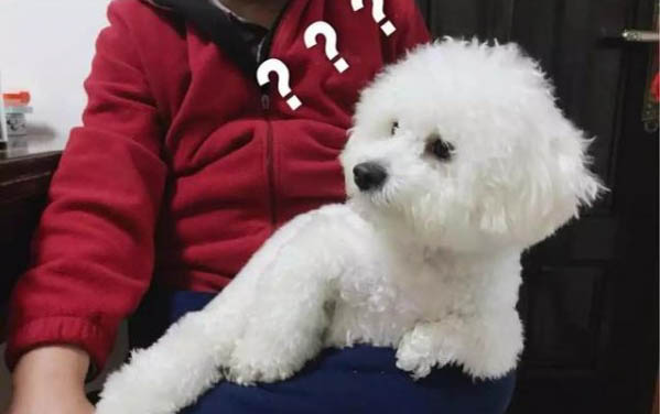比熊和泰迪哪個好養？