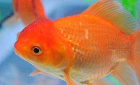 金魚缺氧怎么辦?
