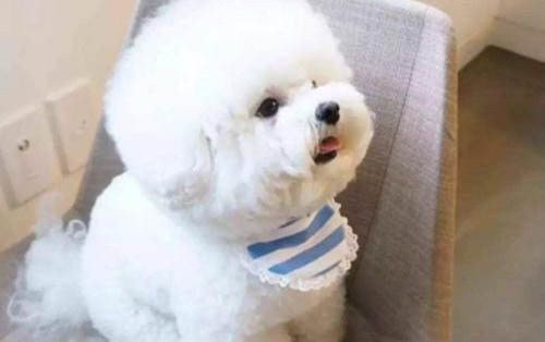 比熊犬可以吃什么零食