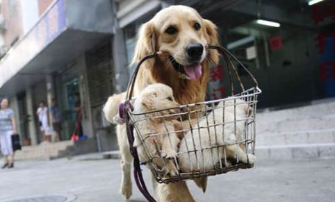 怎么測狗狗副流感
