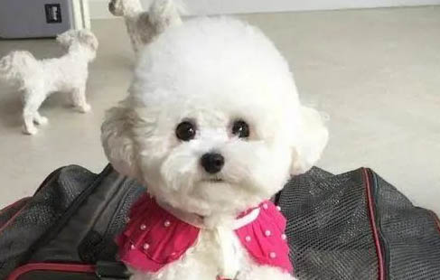狗洗耳液可以用什么代替