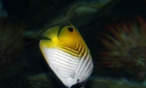 淡水觀賞魚的繁殖注意事項