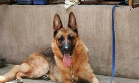 買一只小狼狗崽多少錢