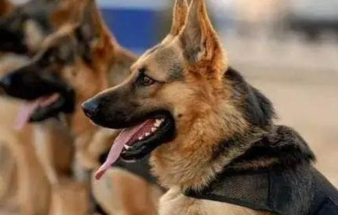 所有狗狗都有狂犬病嗎