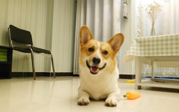 狗感冒體溫降低